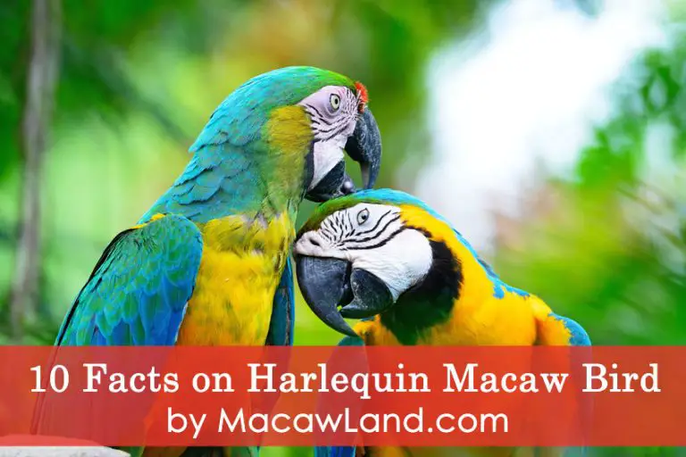 Harlequin macaws