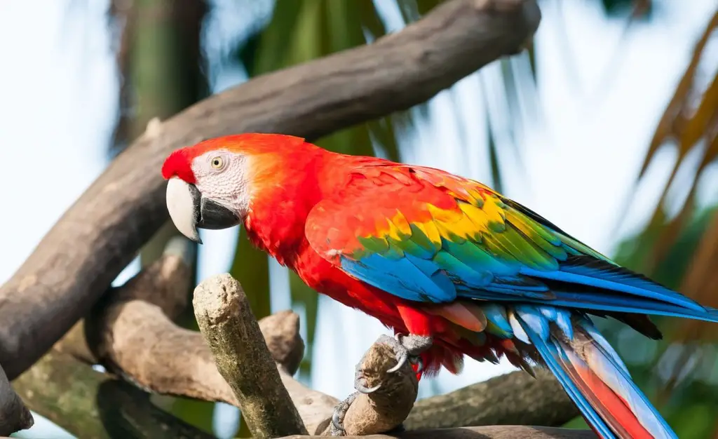 owning a macaw