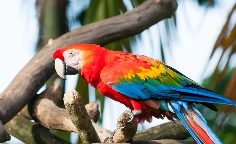 Macaws Price