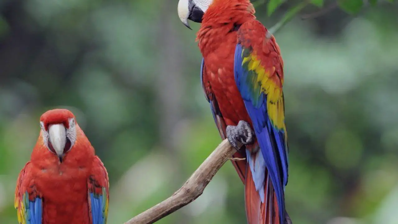 Macaw Parrots Lifespan Bruin Blog
