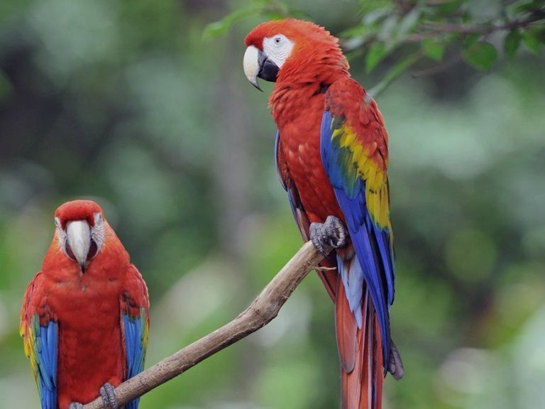 how long do macaws live
