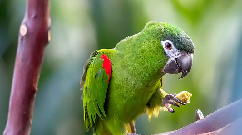 Hahns-Macaw-lifespan