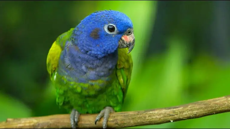 Pionus Parrot Lifespan