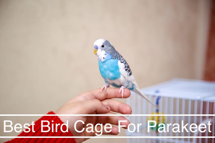 Best Bird Cage For Parakeet