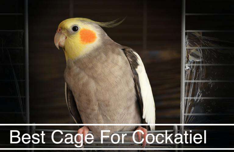Best Cage For Cockatiel
