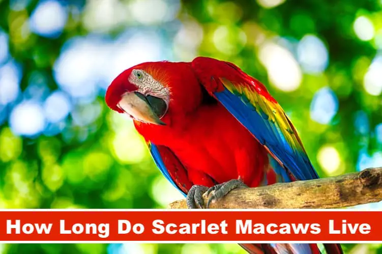 How Long Do Scarlet Macaws Live