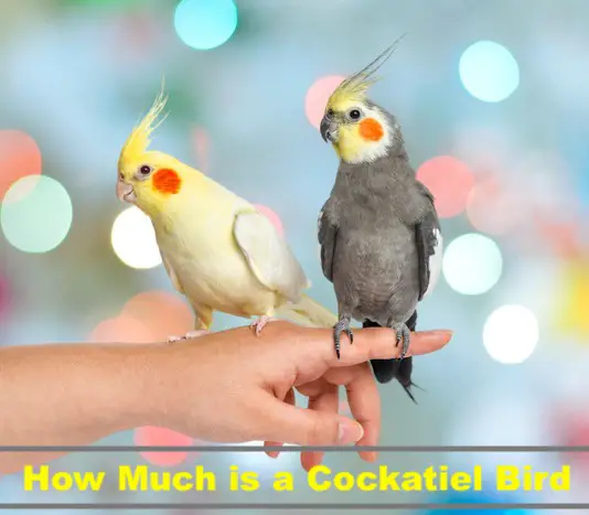 How Much is a Cockatiel Bird
