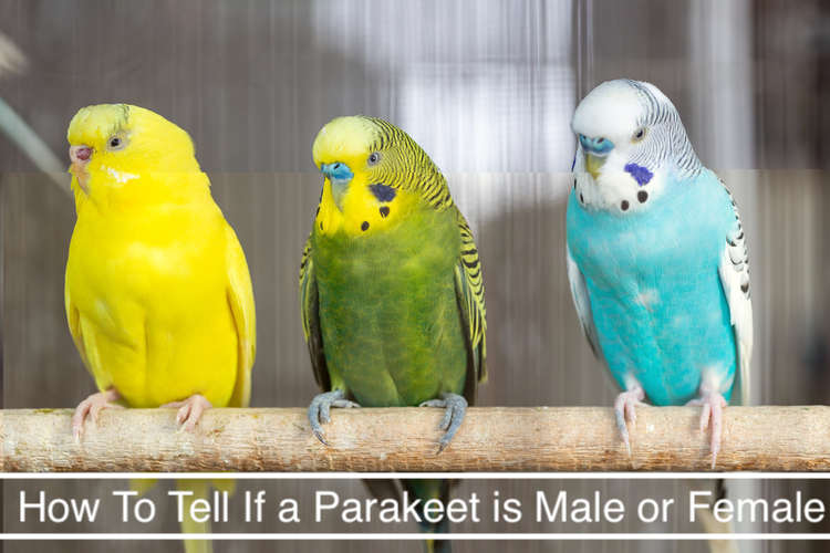 How To Tell If a Parakeet is Male or Female