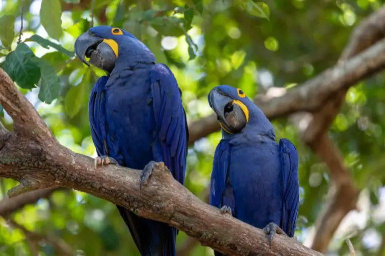 Hyacinth Macaw Interesting Facts