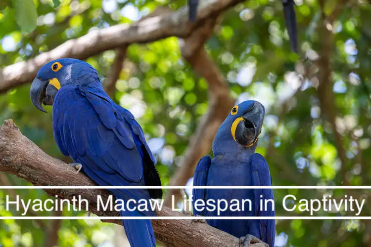Hyacinth Macaw Lifespan in Captivity