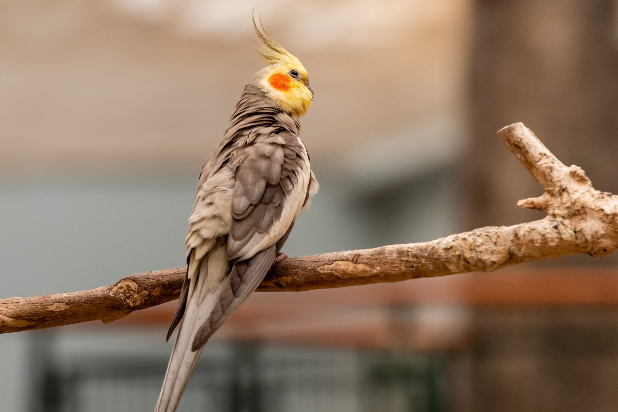 How Much is a Cockatiel Bird Cost 2023 Price Guide