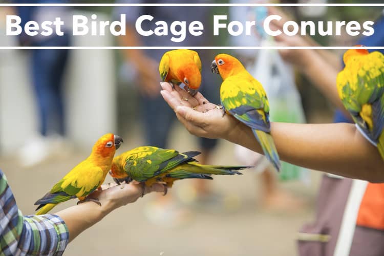 Best Bird Cage For Conures