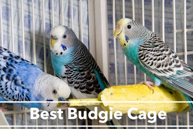 Best Budgie Cage