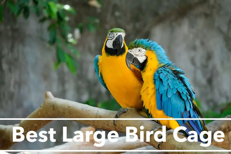 Best Large Bird Cage