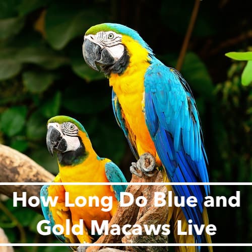 How Long Do Blue and Gold Macaws Live