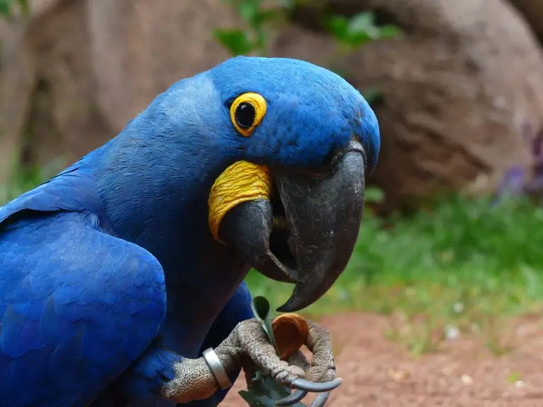 How Much Does a Hyacinth Macaw Cost Best Price Guide in 2023