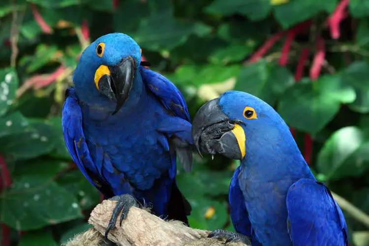 How Much Does a Hyacinth Macaw Cost