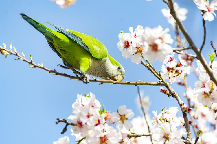 Quaker Parrot Pricing