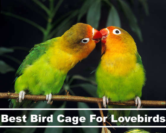 Best Bird Cage For Lovebirds