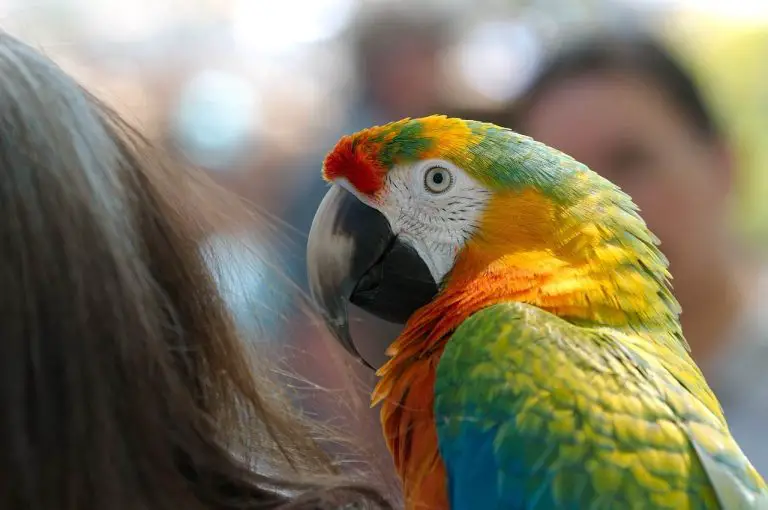 Catalina Macaw