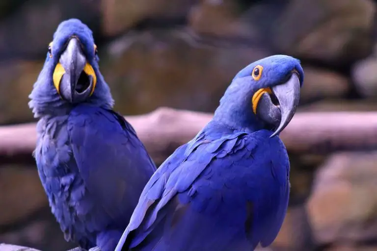 Purple Hyacinth Macaw