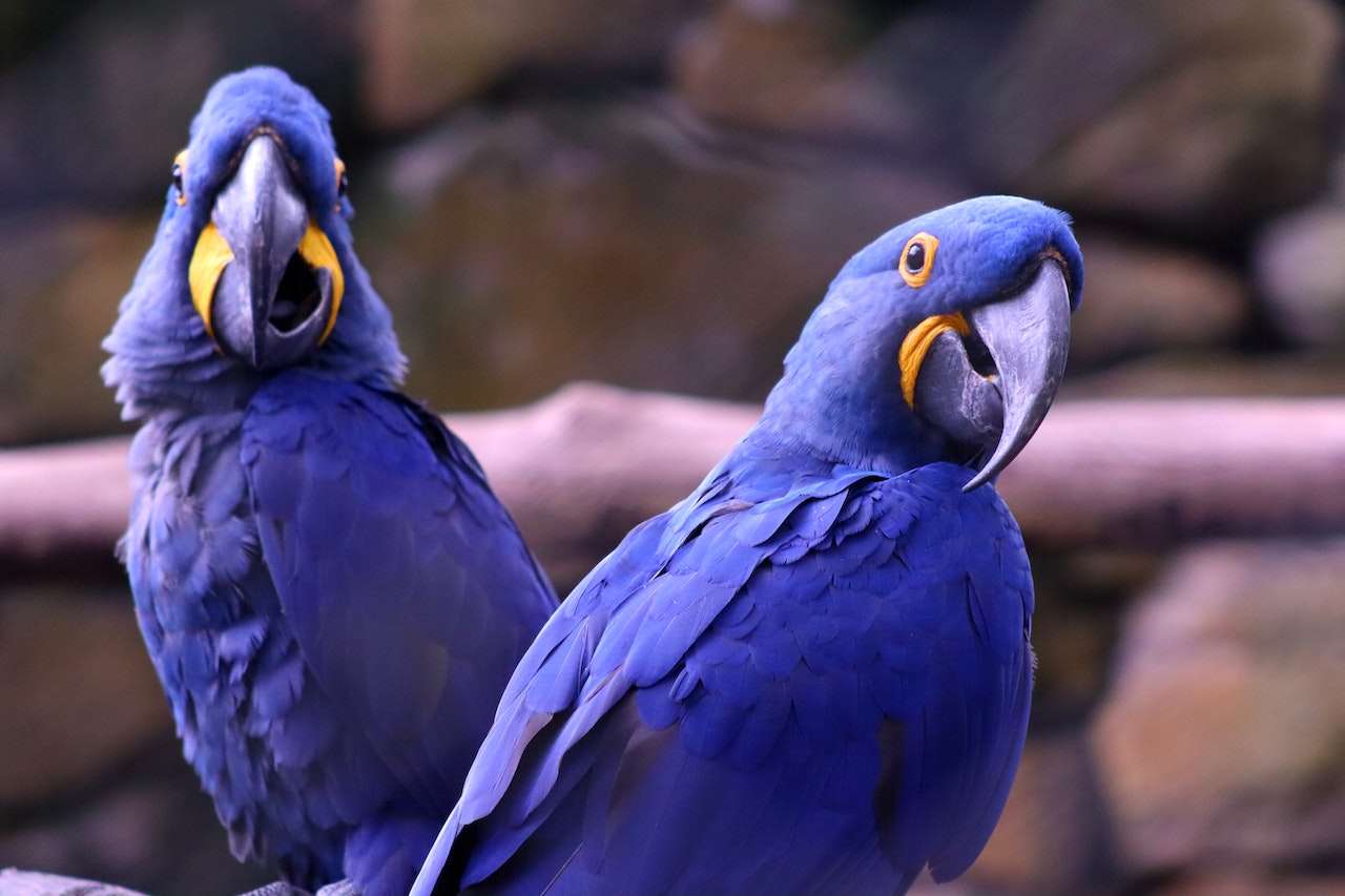Hyacinth Macaw - Pet Me Shop