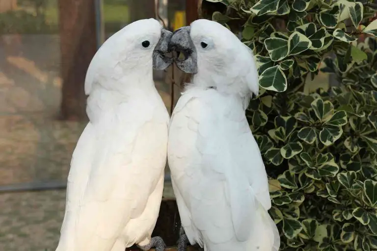 White Macaw