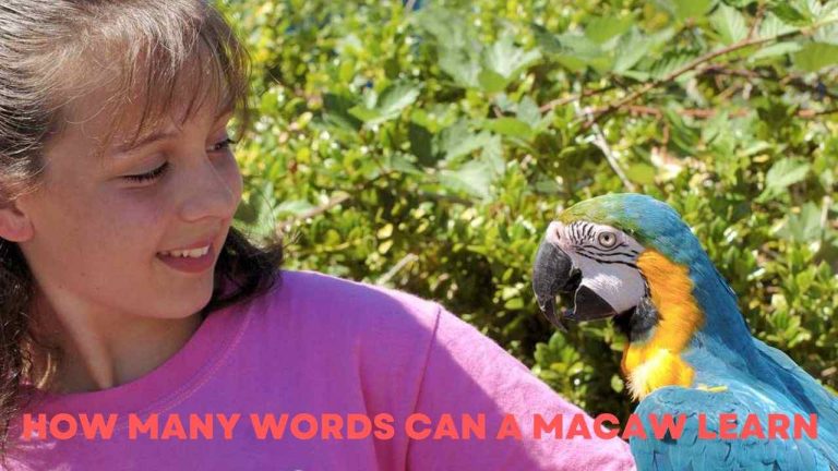 How Many Words Can A Macaw Learn