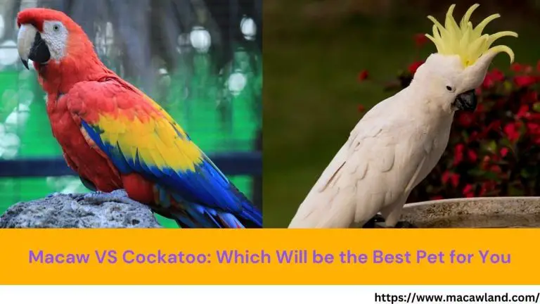 Macaw VS Cockatoo