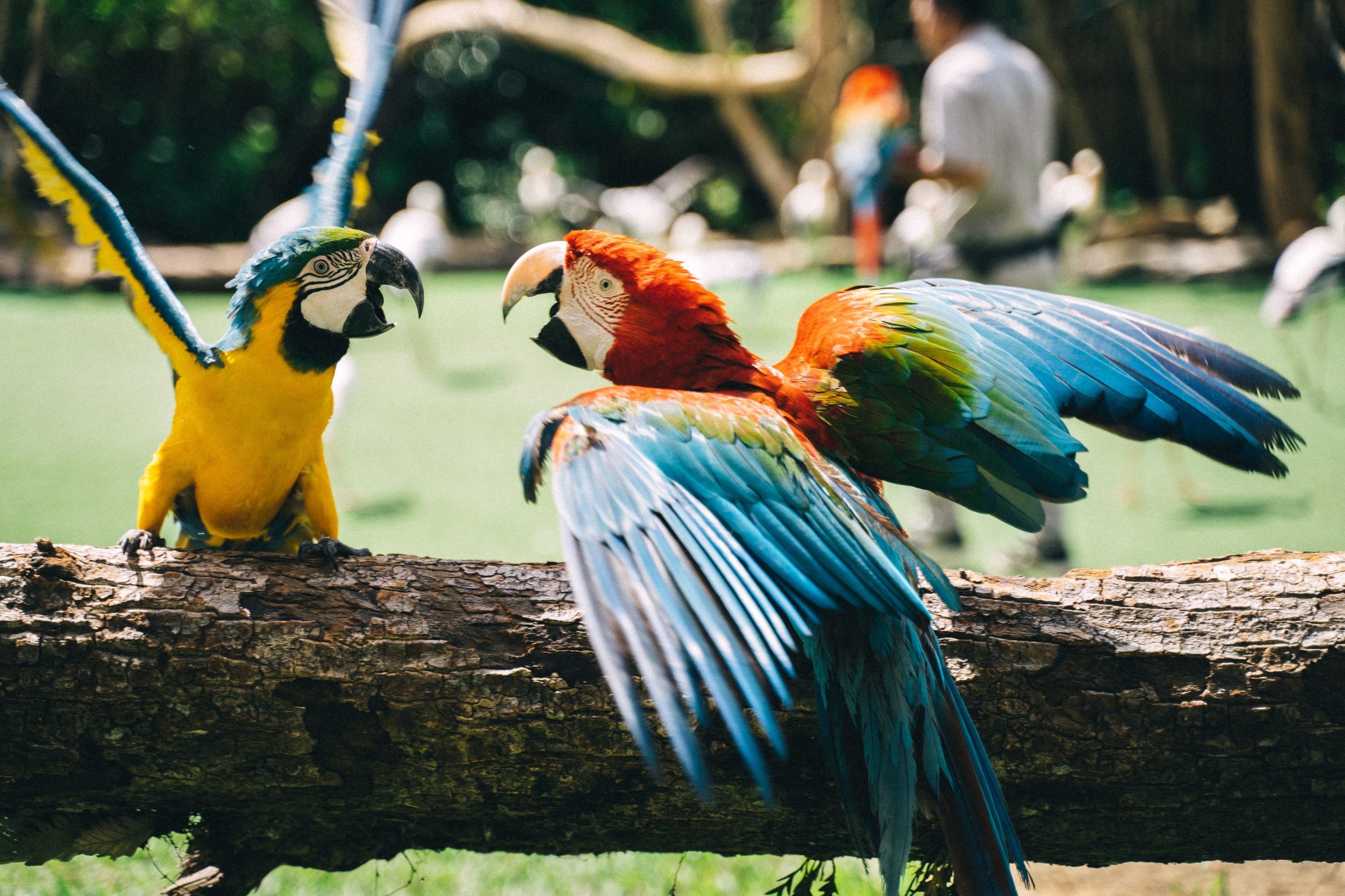 How Much Does a Macaw Cost Macaws Price in 2022