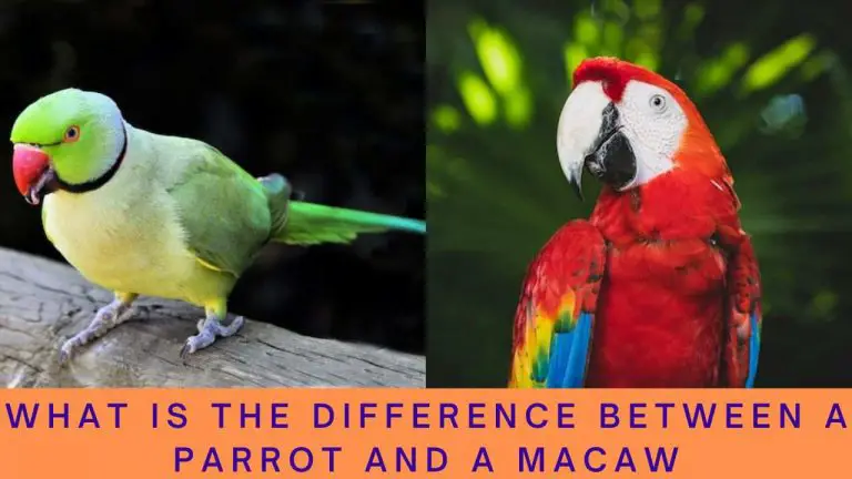 What is the difference between a parrot and a macaw