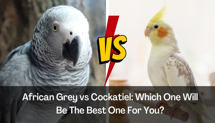 African Grey vs Cockatiel: Which One Will Be The Best One For You?