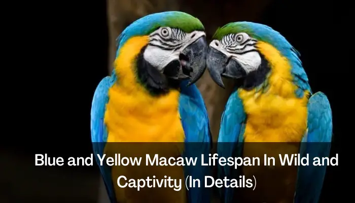 Blue and Yellow Macaw Lifespan In Wild and Captivity