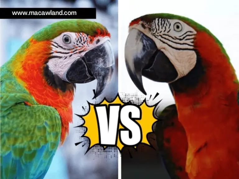 Catalina Macaw VS Harlequin Macaw: Which is the Best to Pet?