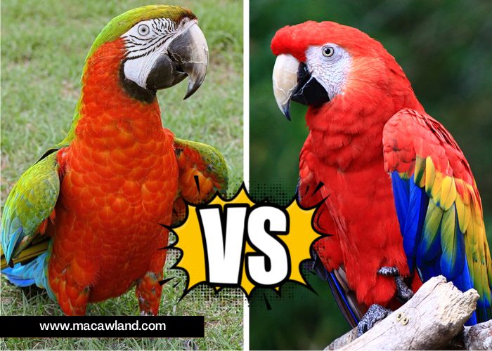 Harlequin Macaw vs Scarlet Macaw