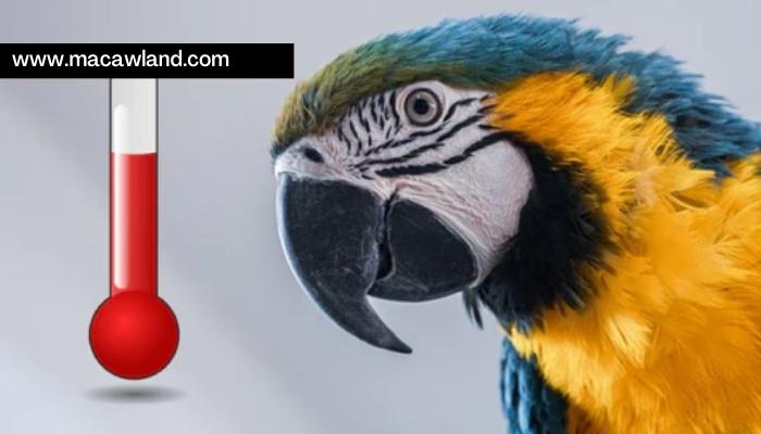 How To Keep My Macaw Warm? (10 Effective Ways)