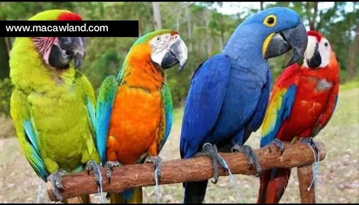 How To Sell Your Macaw (3 Effective and Easy Steps)