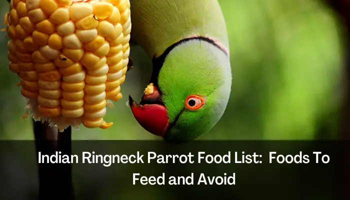 Indian Ringneck Parrot Food List Foods To Feed and Avoid