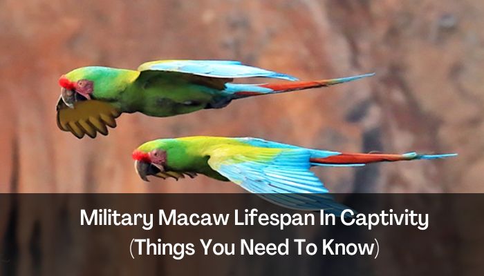 Military Macaw Lifespan In Captivity (Things You Need To Know)