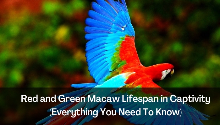 Red and Green Macaw Lifespan in Captivity