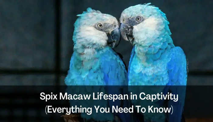 Spix Macaw Lifespan in Captivity