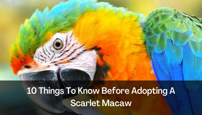 Things To Know Before Adopting A Scarlet Macaw