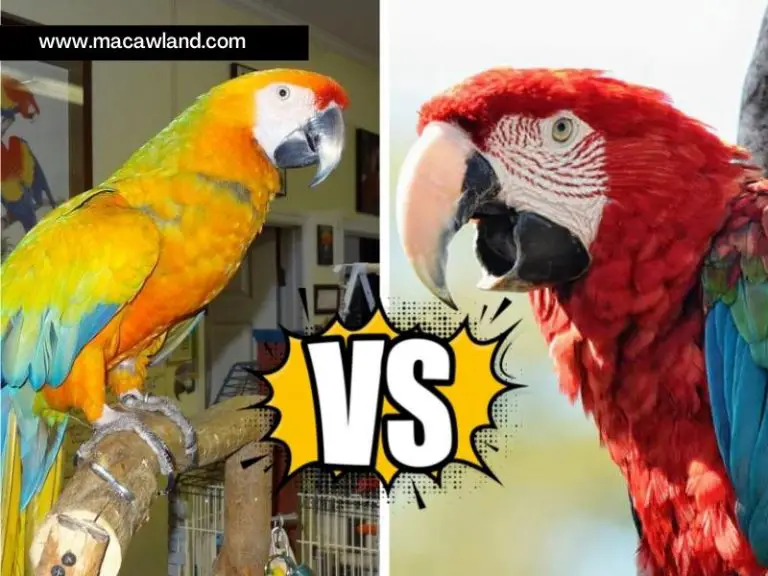 Male Macaw vs Female Macaw: How to Identify The Gender?