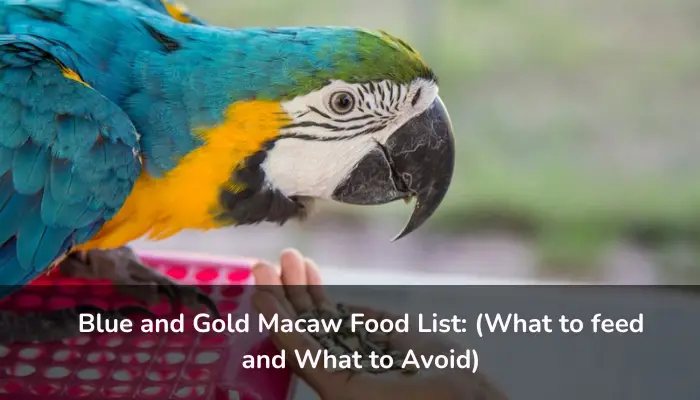 Blue and Gold Macaw Food List: (What to feed and What to Avoid)