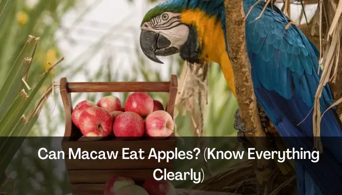 Can Macaw Eat Apples