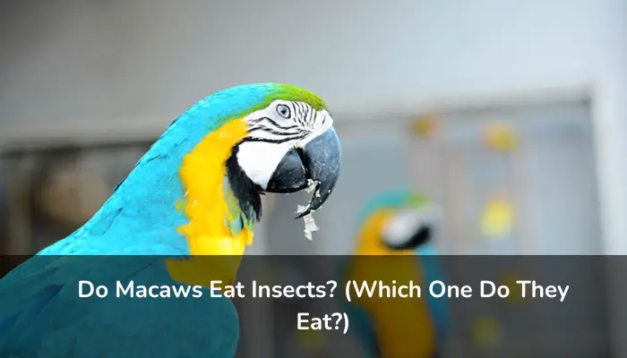 Do Macaws Eat Insects