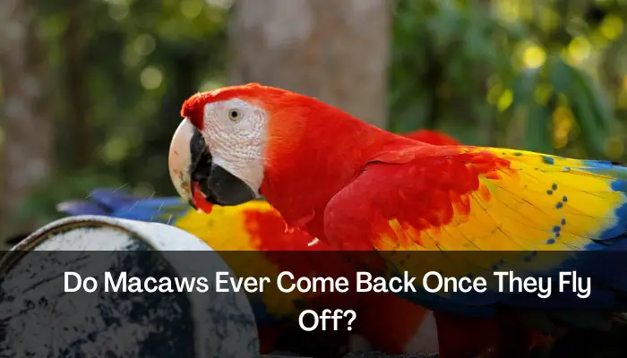 Do Macaws Ever Come Back Once They Fly Off