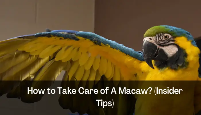 How to Take Care of A Macaw