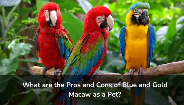 Pros and Cons of Blue and Gold Macaw as a Pet