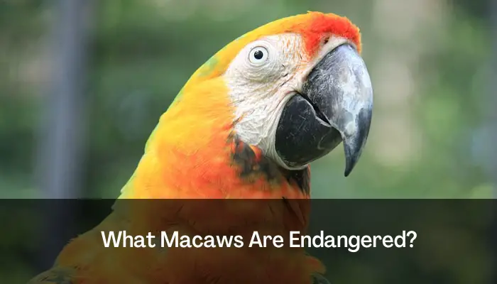 What Macaws Are Endangered